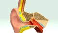 Ear Section Royalty Free Stock Photo